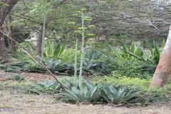 Agave americana